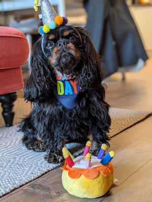 Buddy-3rd birthday.jpg